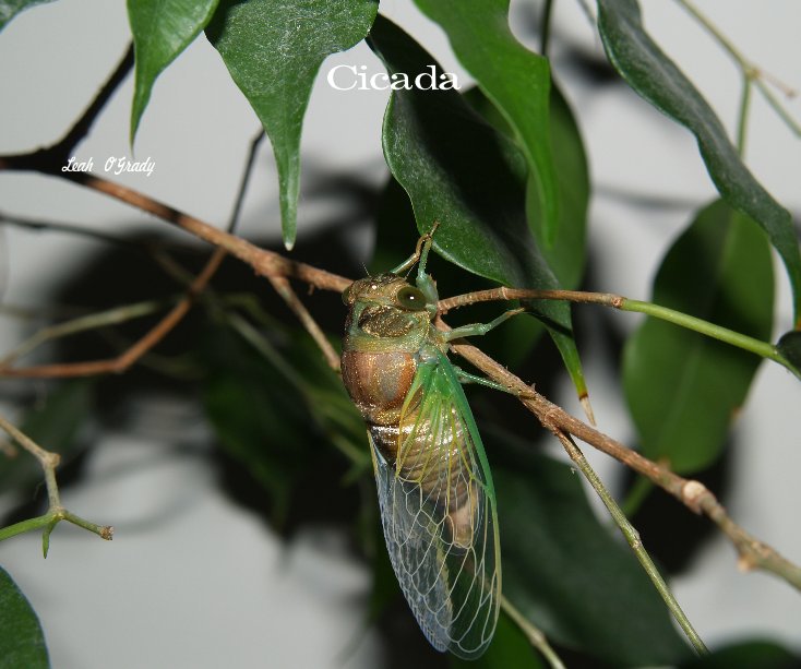 View Cicada by Leah O'Grady