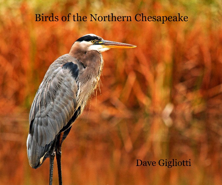 Ver Birds of the Northern Chesapeake por Dave Gigliotti
