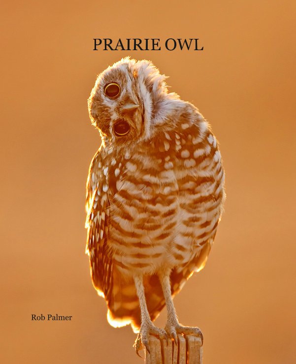View PRAIRIE OWL by Rob Palmer