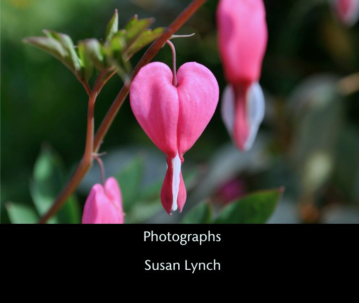 View Photographs by Susan Lynch