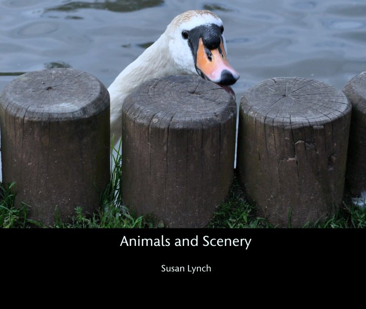 View Animals and Scenery by Susan Lynch