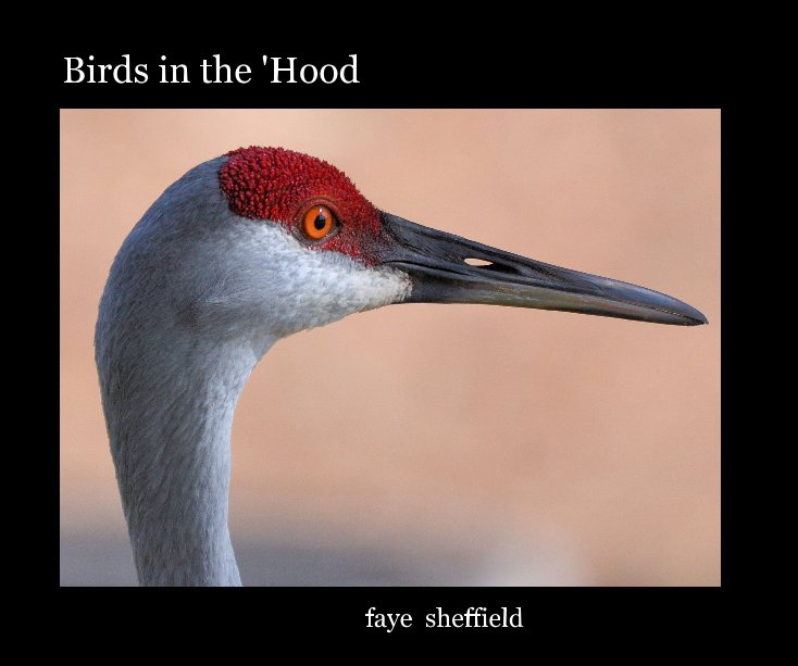 View Birds in the 'Hood by faye sheffield