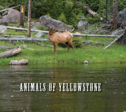 Animals of Yellowstone book cover