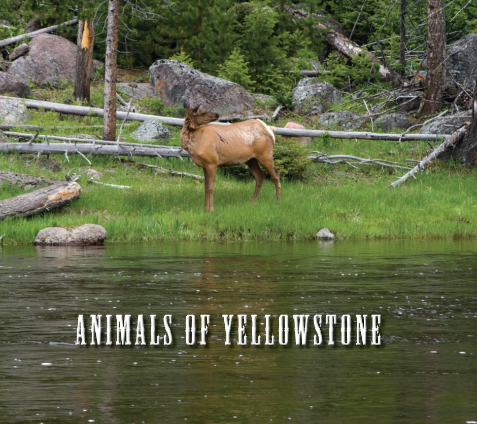 Animals of Yellowstone nach Andrew Peterson anzeigen