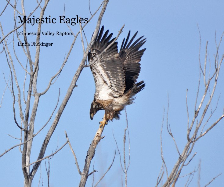View Majestic Eagles by Linda Flickinger