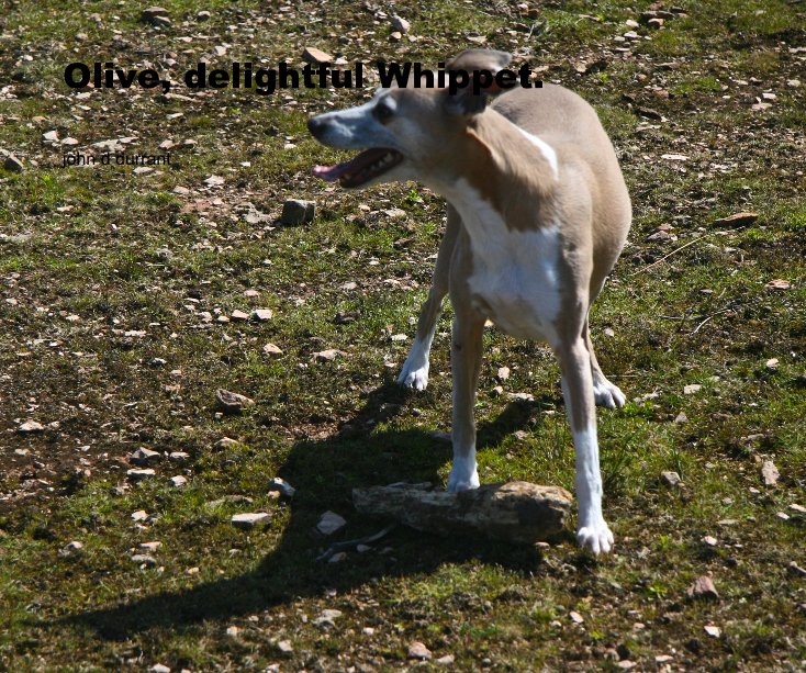 View Olive, delightful Whippet. by john d durrant