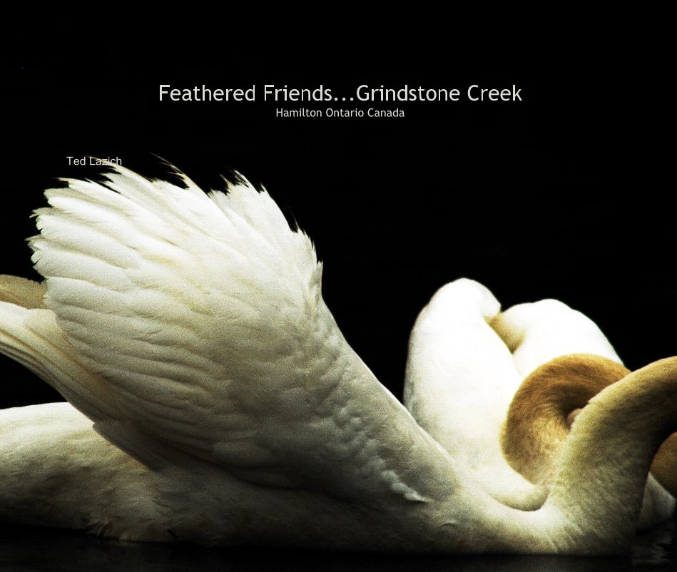 View Feathered Friends...Grindstone Creek Hamilton Ontario Canada by Ted Lazich