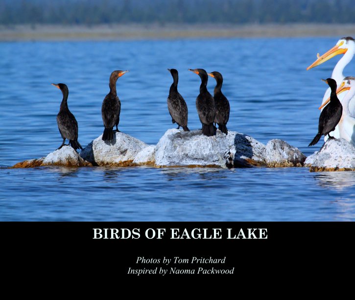 Ver BIRDS OF EAGLE LAKE por Photos by Tom Pritchard
Inspired by Naoma Packwood