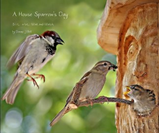 A House Sparrow's Day book cover