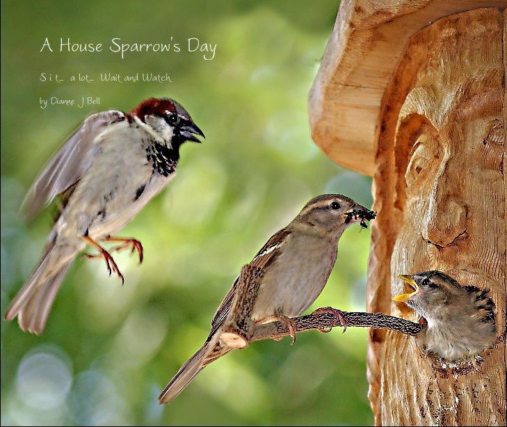 View A House Sparrow's Day by Dianne J Bell