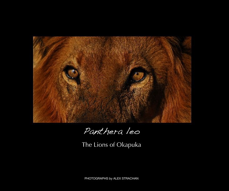 View Panthera leo by PHOTOGRAPHS by ALEX STRACHAN