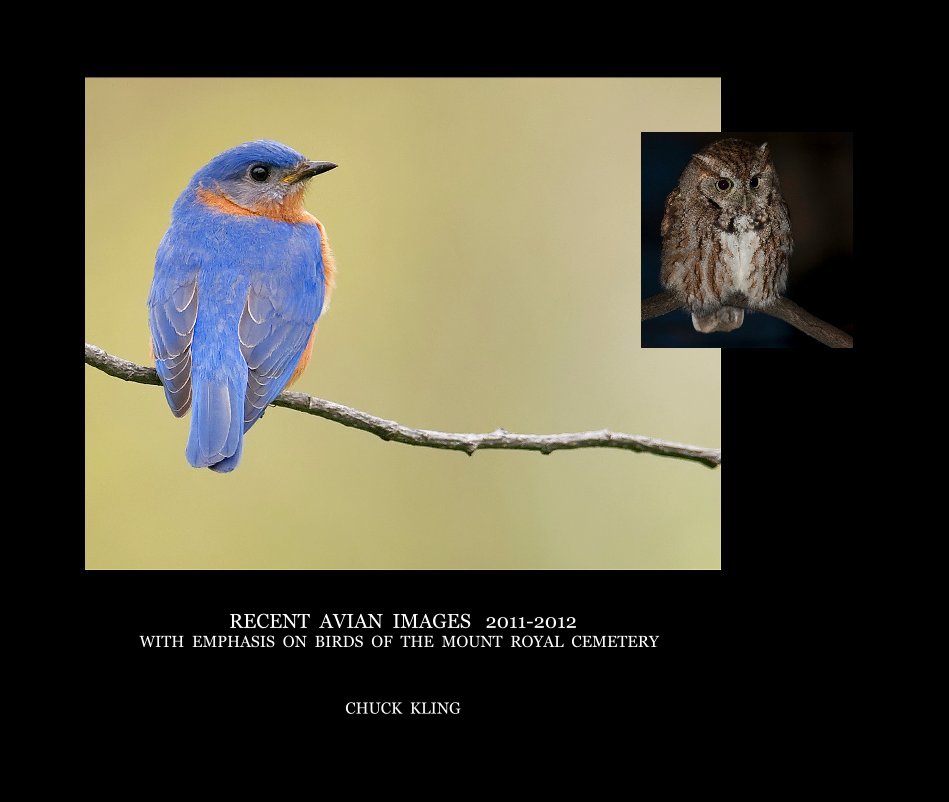 RECENT AVIAN IMAGES 2011-2012 WITH EMPHASIS ON BIRDS OF THE MOUNT ROYAL CEMETERY nach CHUCK KLING anzeigen