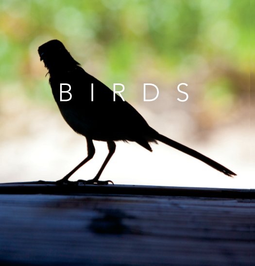 Ver Birds por Jeroen © van Zijp