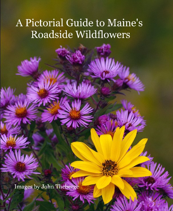 View A Pictorial Guide to Maine's Roadside Wildflowers by John Theberge