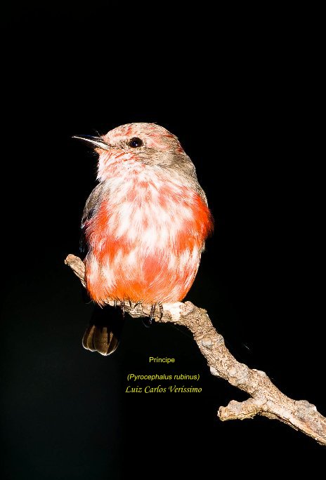 Ver Aves por Príncipe (Pyrocephalus rubinus) Luiz Carlos Veríssimo