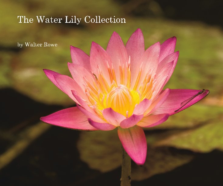 Ver The Water Lily Collection por Walter Rowe