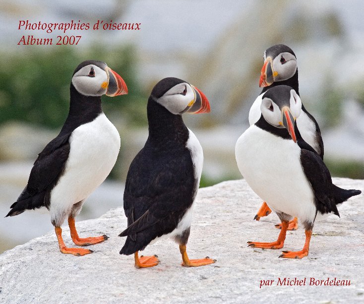 Bekijk Photographies d'oiseaux op Michel Bordeleau