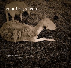 counting sheep book cover
