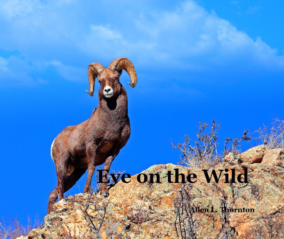 View Eye on the Wild by Allen L. Thornton