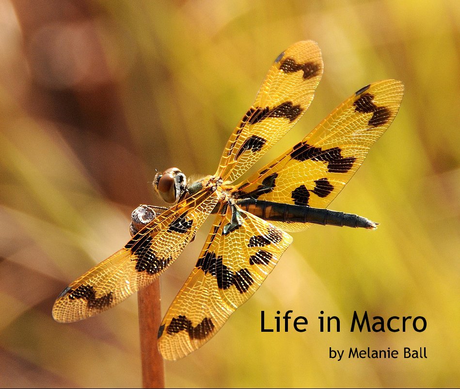 View Life in Macro by Melanie Ball