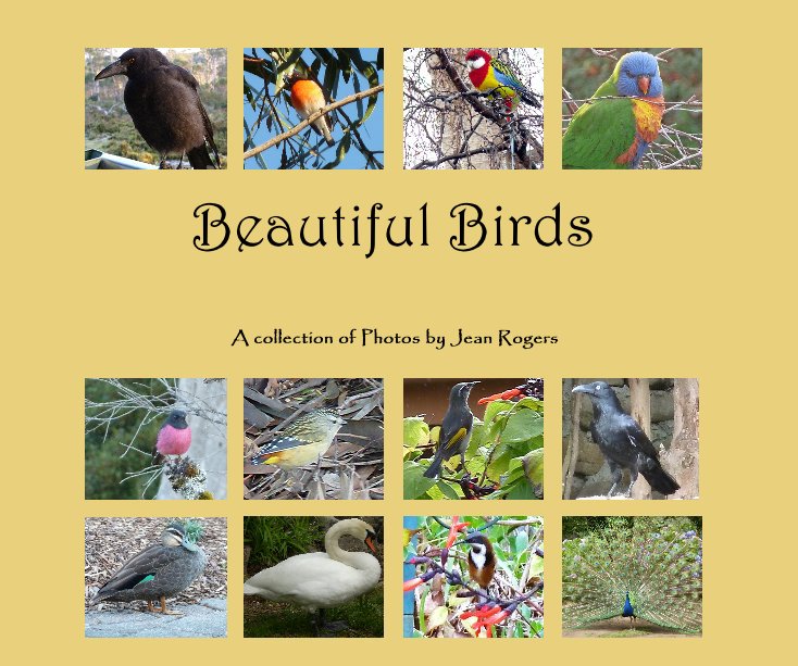 View Beautiful Birds by A collection of Photos by Jean Rogers