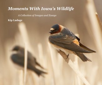 Moments With Iowa's Wildlife - Images and Essays book cover