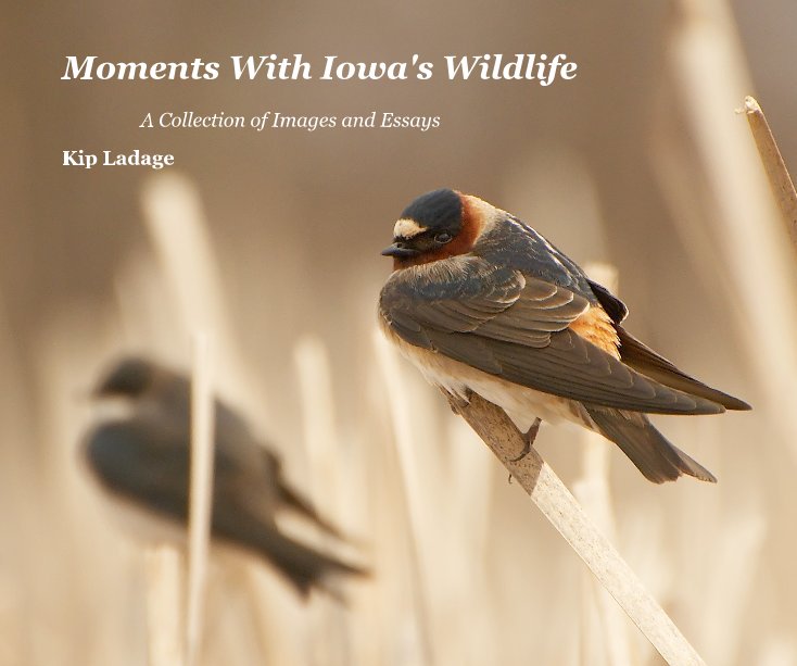 View Moments With Iowa's Wildlife - Images and Essays by Kip Ladage