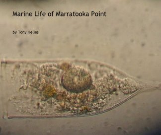 Marine Life of Marratooka Point book cover