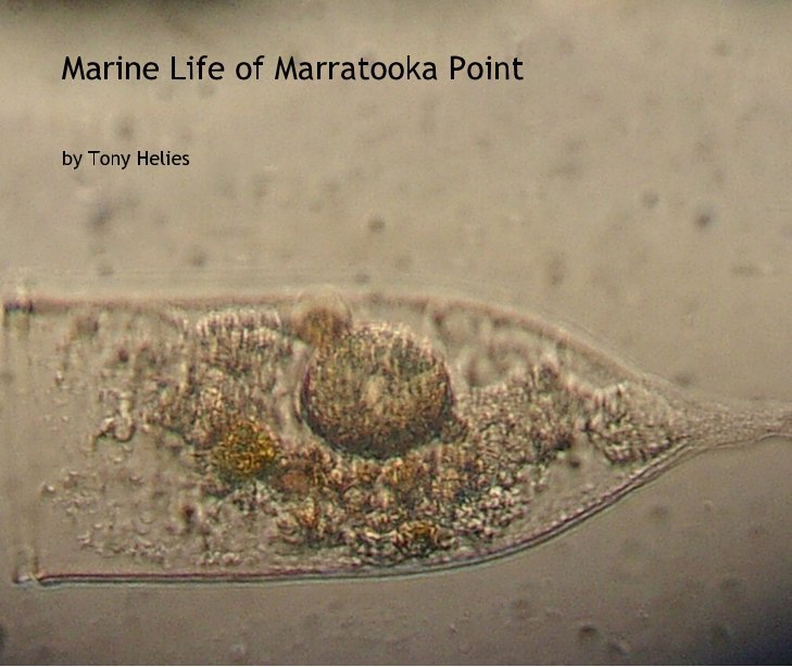 Marine Life of Marratooka Point nach Tony Helies anzeigen