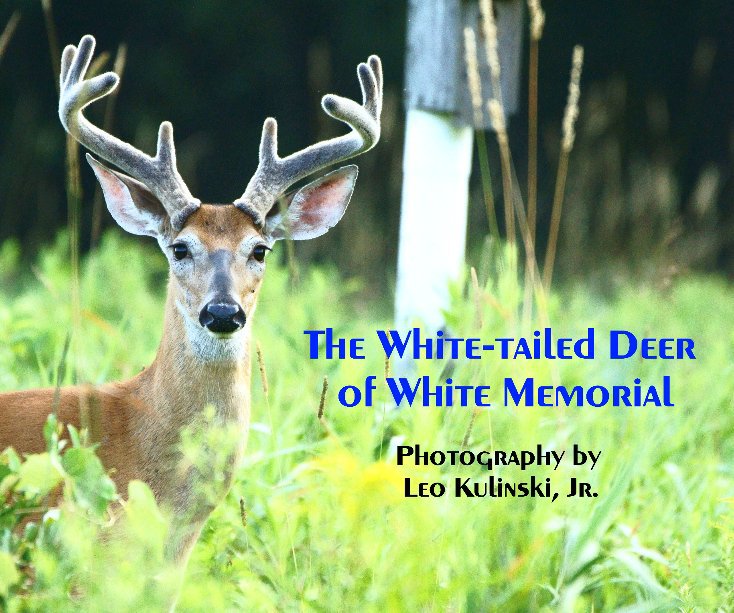 View The White-tailed Deer of White Memorial by Leo Kulinski, Jr.