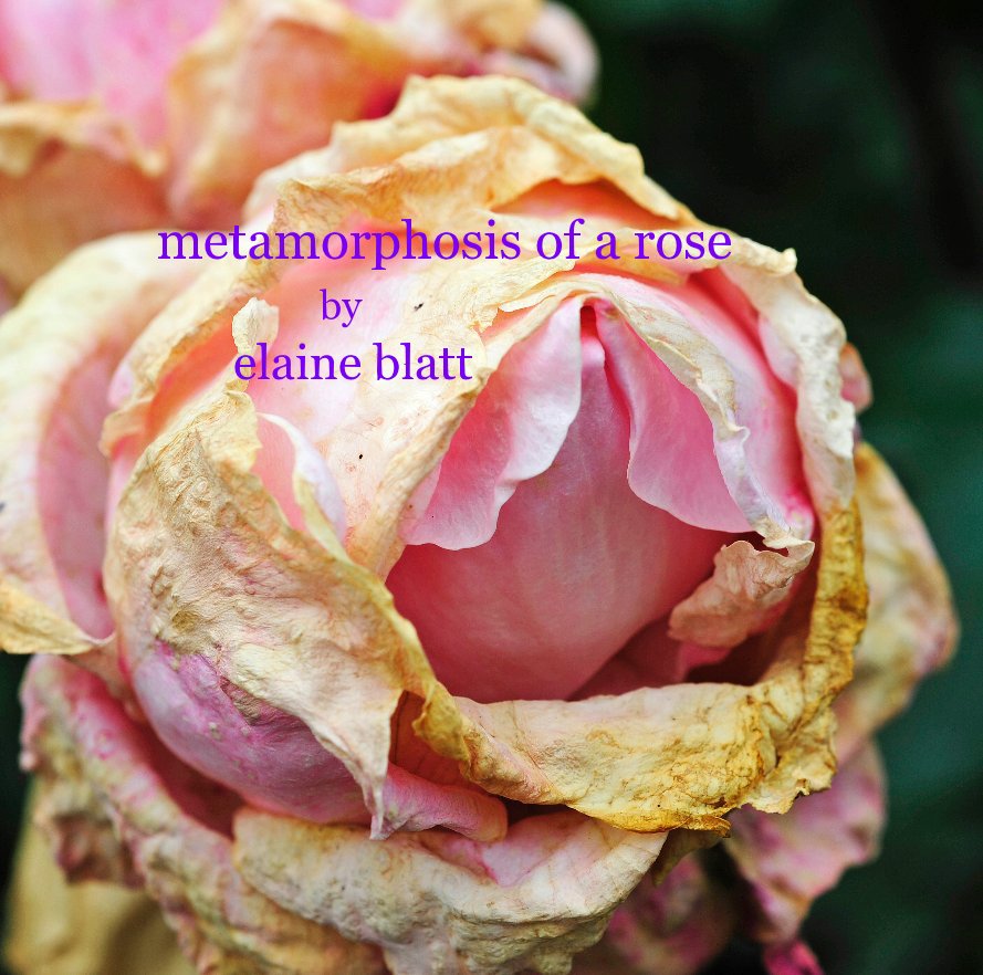 metamorphosis of a rose by elaine blatt nach lanieblatt anzeigen