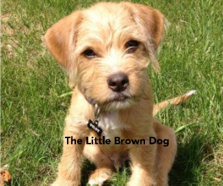 The Little Brown Dog book cover