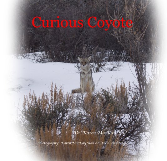 View Curious Coyote by Photography: Karen MacKay Hall & David Nighteagle