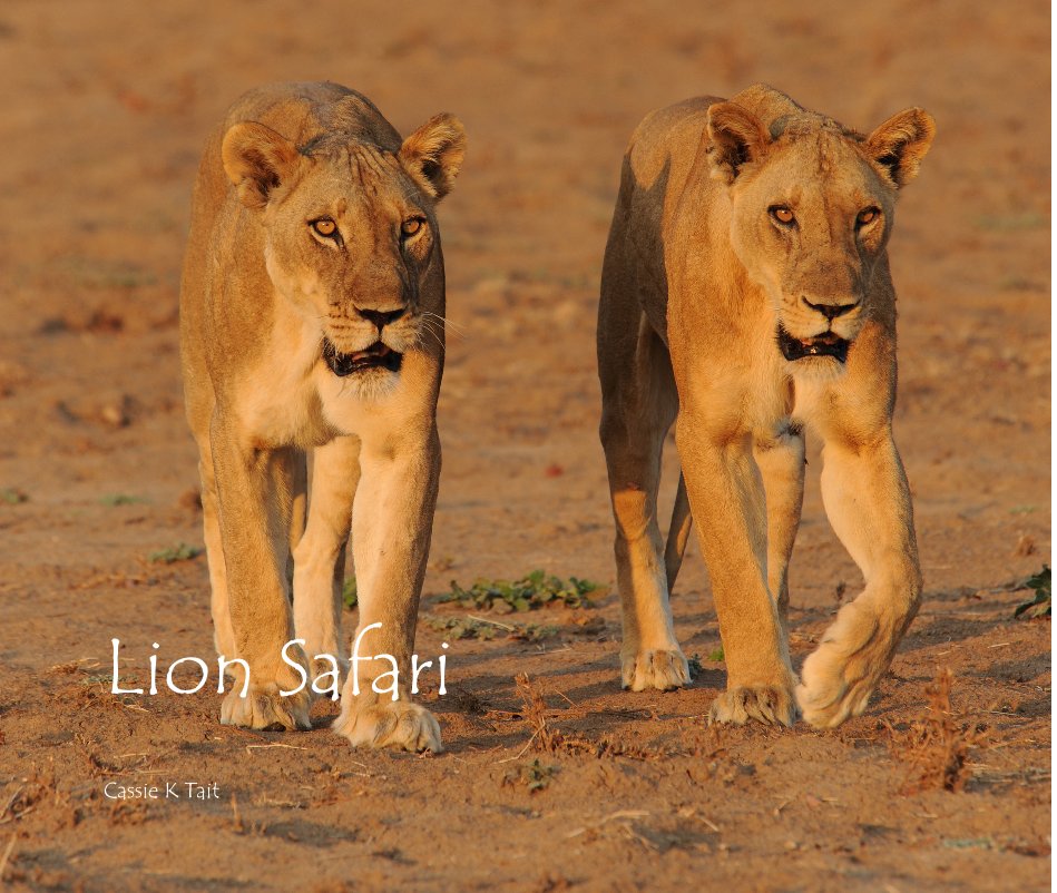 View Lion Safari by Cassie K Tait
