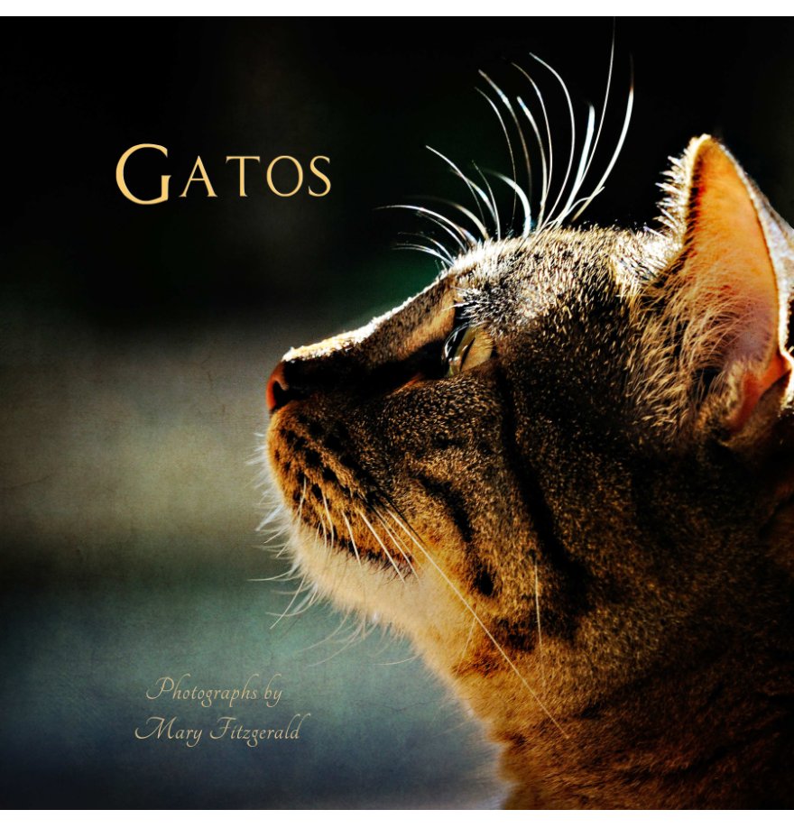 View Gatos by Mary Fitzgerald