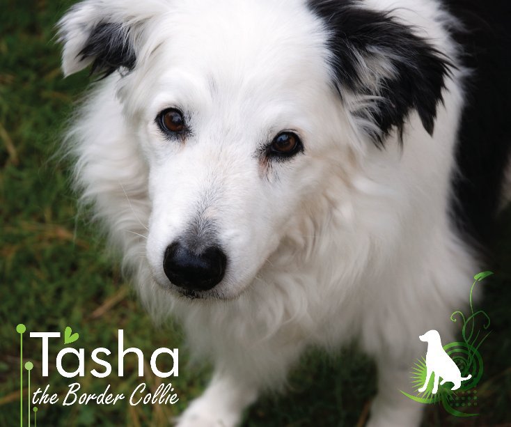 View Tasha the Border Collie by Photography by Liz Kerrison