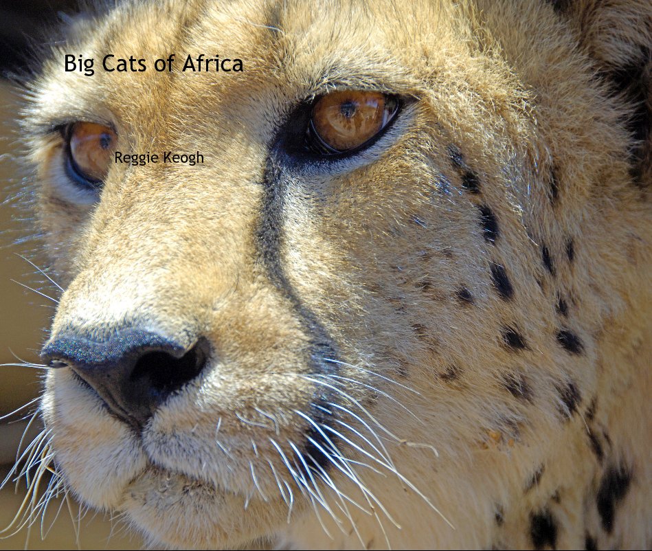 View Big Cats of Africa by Reggie Keogh
