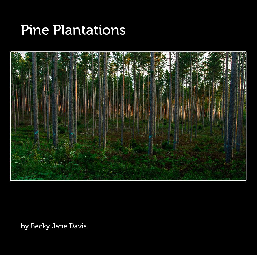 View Pine Plantations by Becky Jane Davis