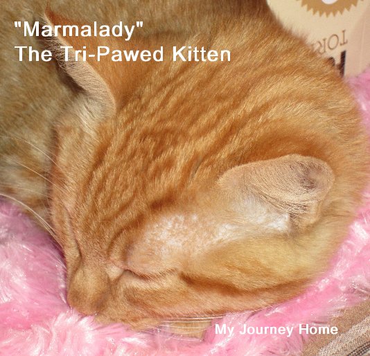 View "Marmalady" The Tri-Pawed Kitten by Laura J. Lemieux