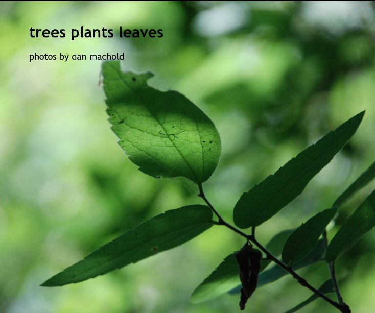 View trees plants leaves by Dan Machold
