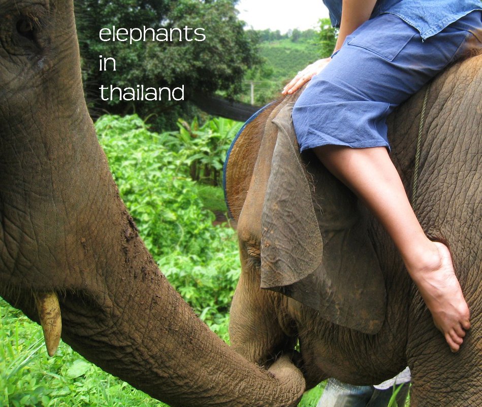 View Elephants in Thailand by Rachel Rankin