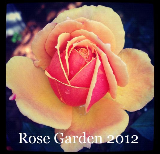 View Rose Garden 2012 by Jason R. Rich