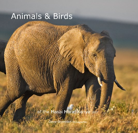 View Animals & Birds by Dave Ovenden Photographer