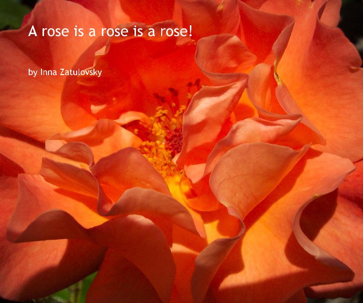 View A rose is a rose is a rose! by Inna Zatulovsky