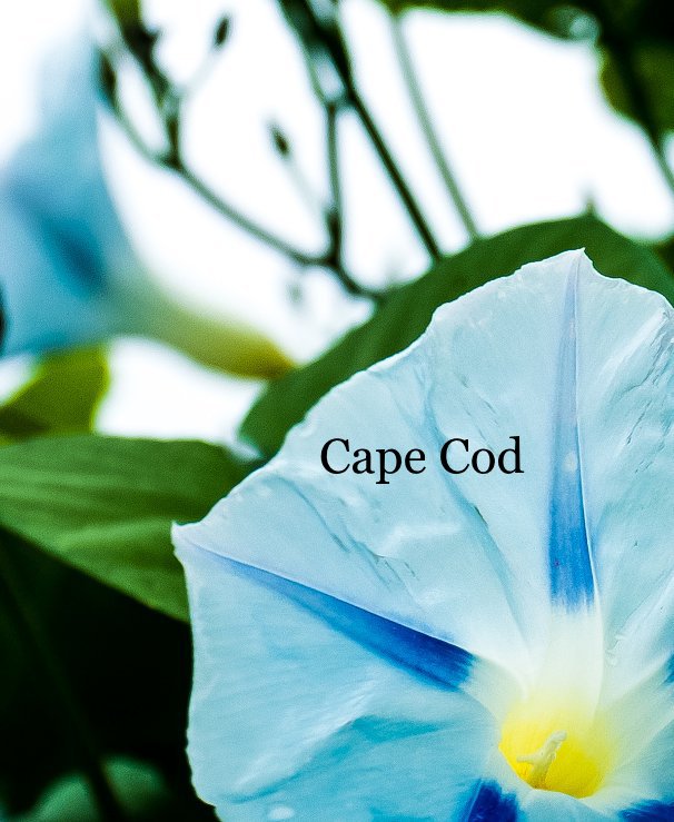 View Cape Cod by Rindy O'Brien