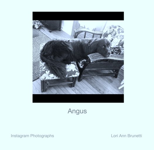 Ver Angus por Instagram Photographs                                                  Lori Ann Brunetti