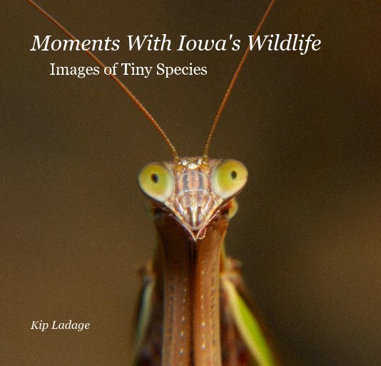 Ver Moments With Iowa's Wildlife - Tiny Species por Kip Ladage