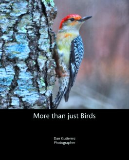 More than just Birds book cover