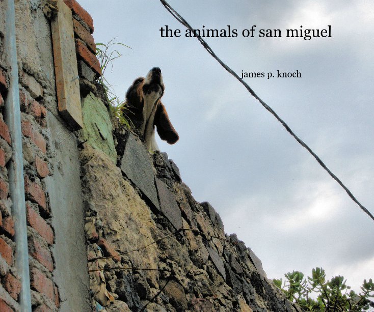 View the animals of san miguel by james p. knoch