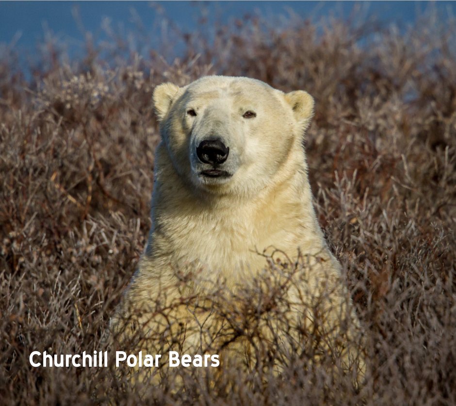 View Churchill Polar Bears by Jeff A. Goldberg